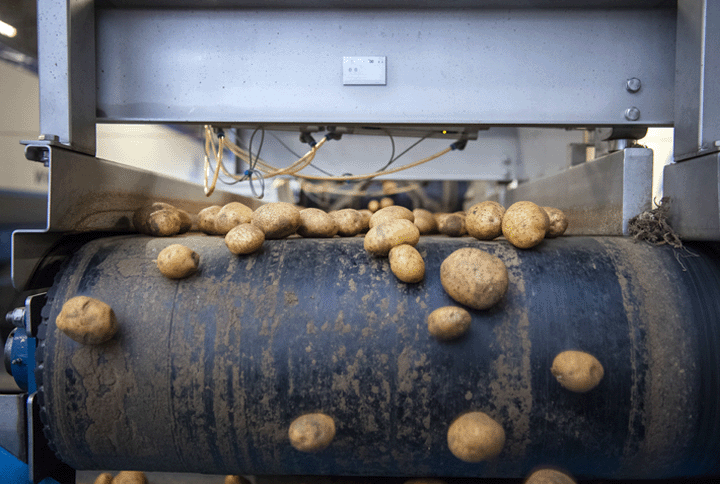 Potatoes rolling off a conveyor belt